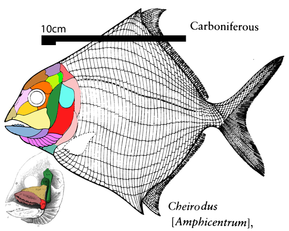 Cheirodus