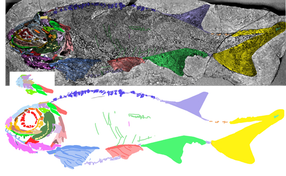 Cheirolepis large orbit holotype