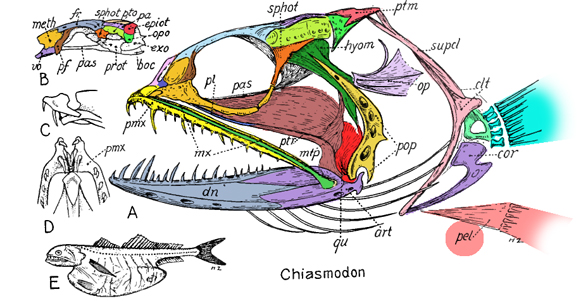 Chiasmodon Black Swallower