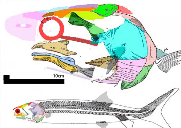 Chondrosteus diagrams