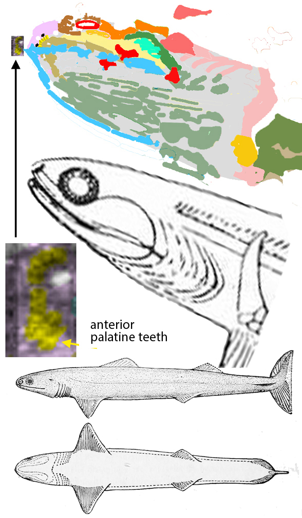 Cladoselache fyleri skull