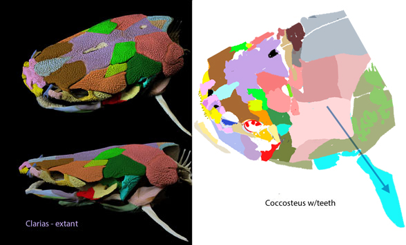 Clarias skull