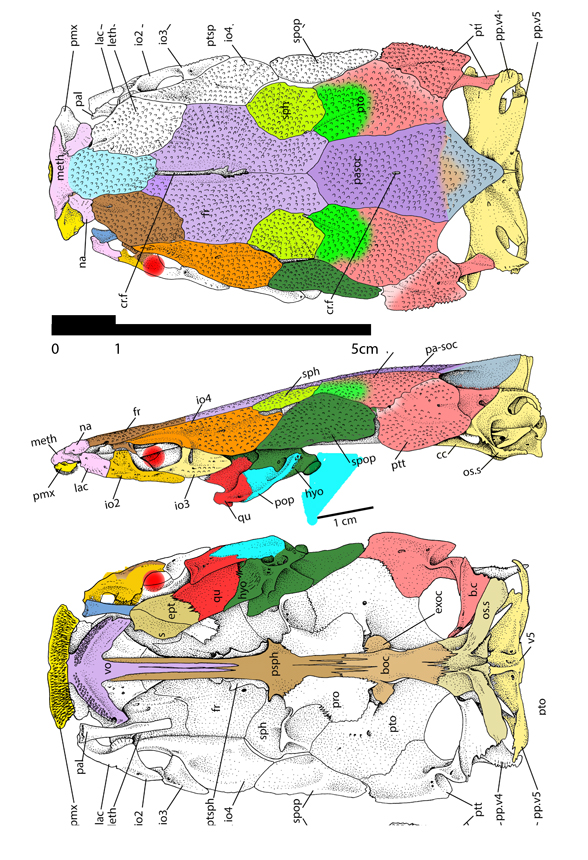 Clarias skull diagram