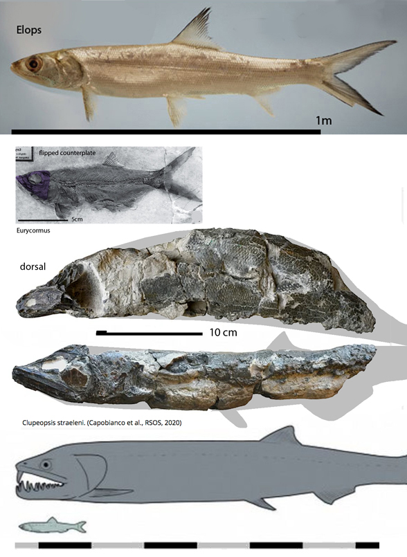 Clupeopsis evolution