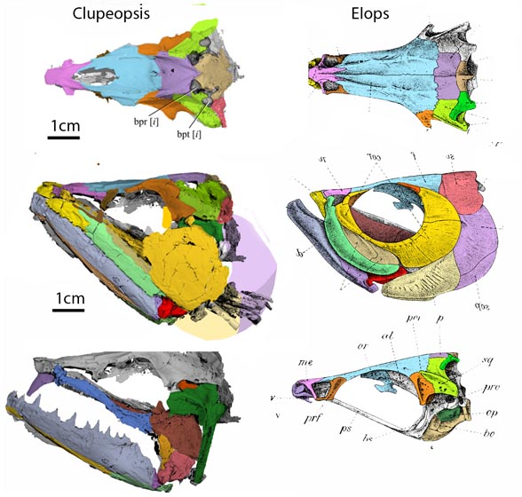 Clupeopsis skull compared to Elops