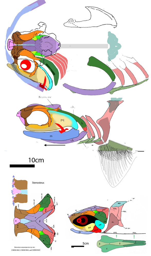 Cobelodus wider skull