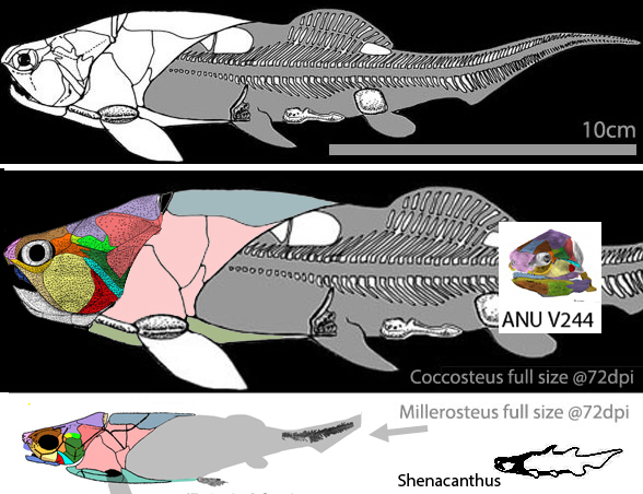 Cocosteus skeleton