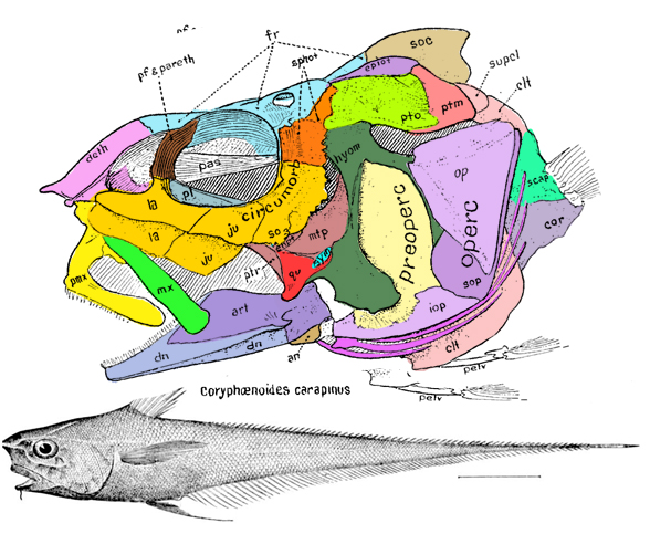 Coryphaenoides