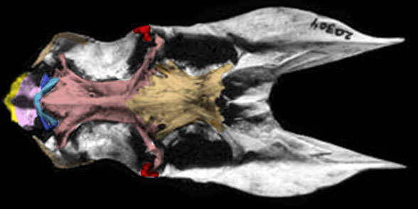 Dactylopterus palate