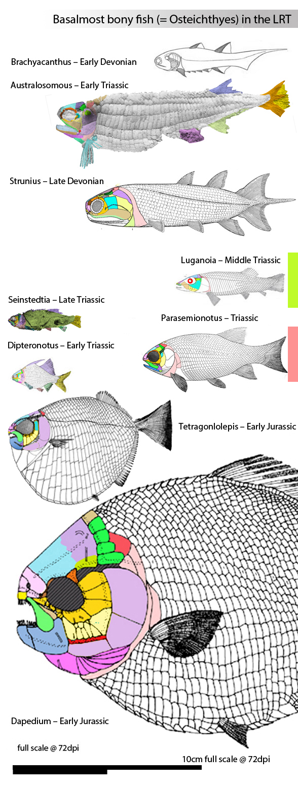 Parasemionotus and kin