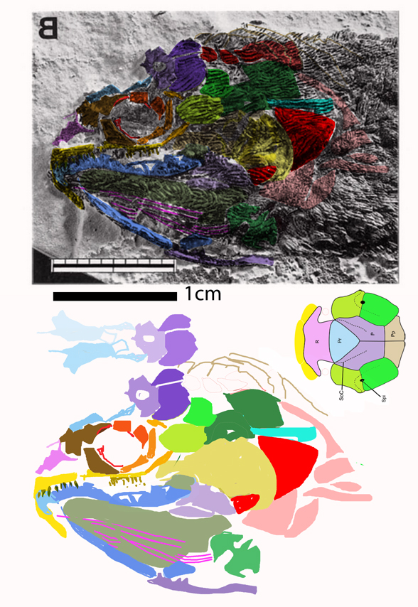 Dialipina skull