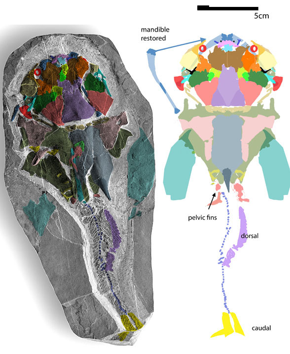 DIckosteus