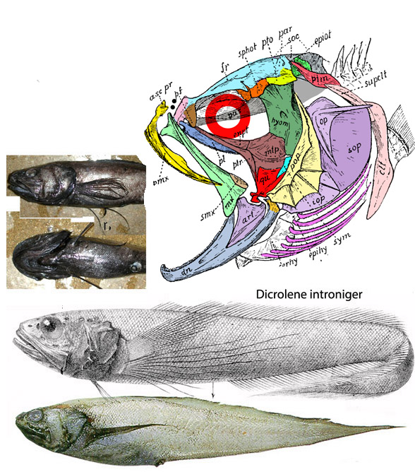 Dicrolene skull and body