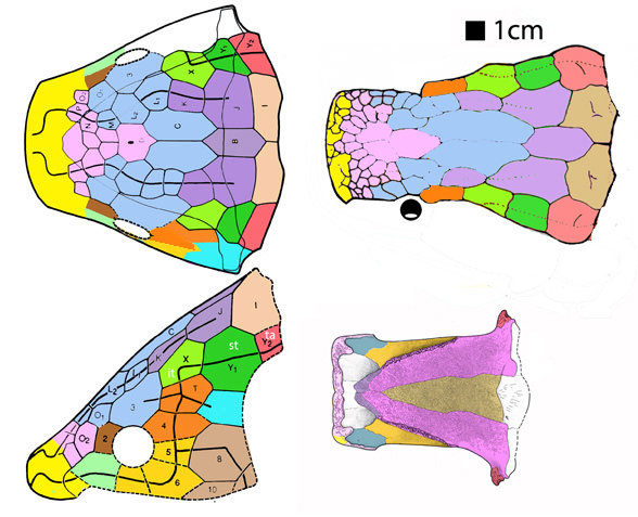 Dipnorhynchus and Uranolophus