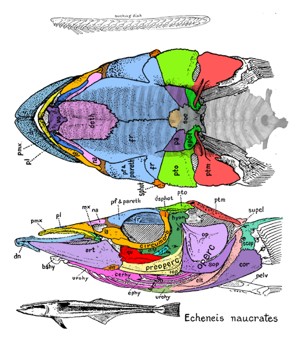 Echeneis skull