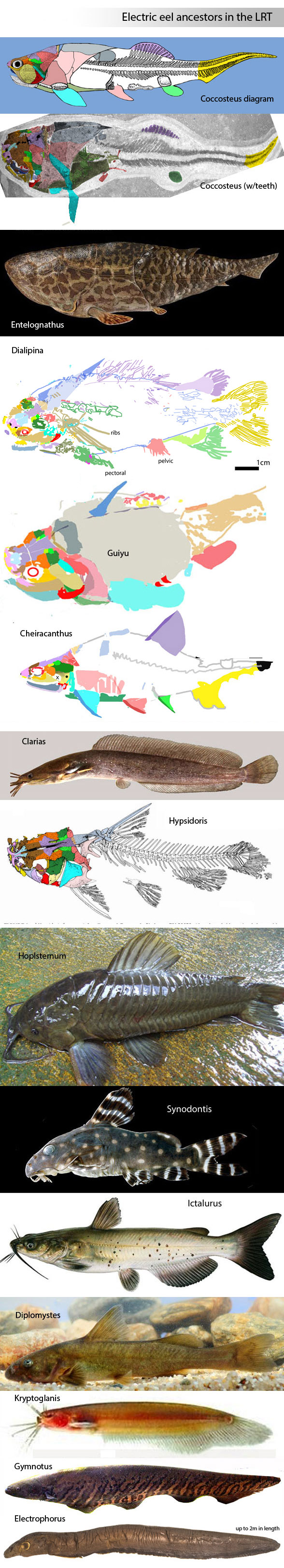 Electrophorus ancestors