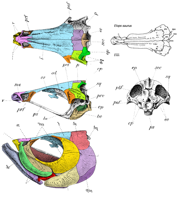 Elops saurus skull