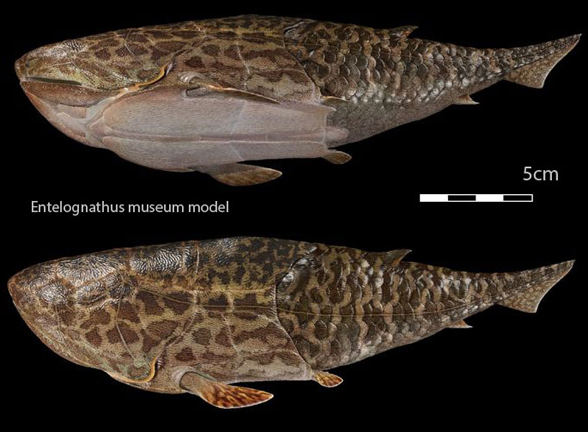 Entelognathus model