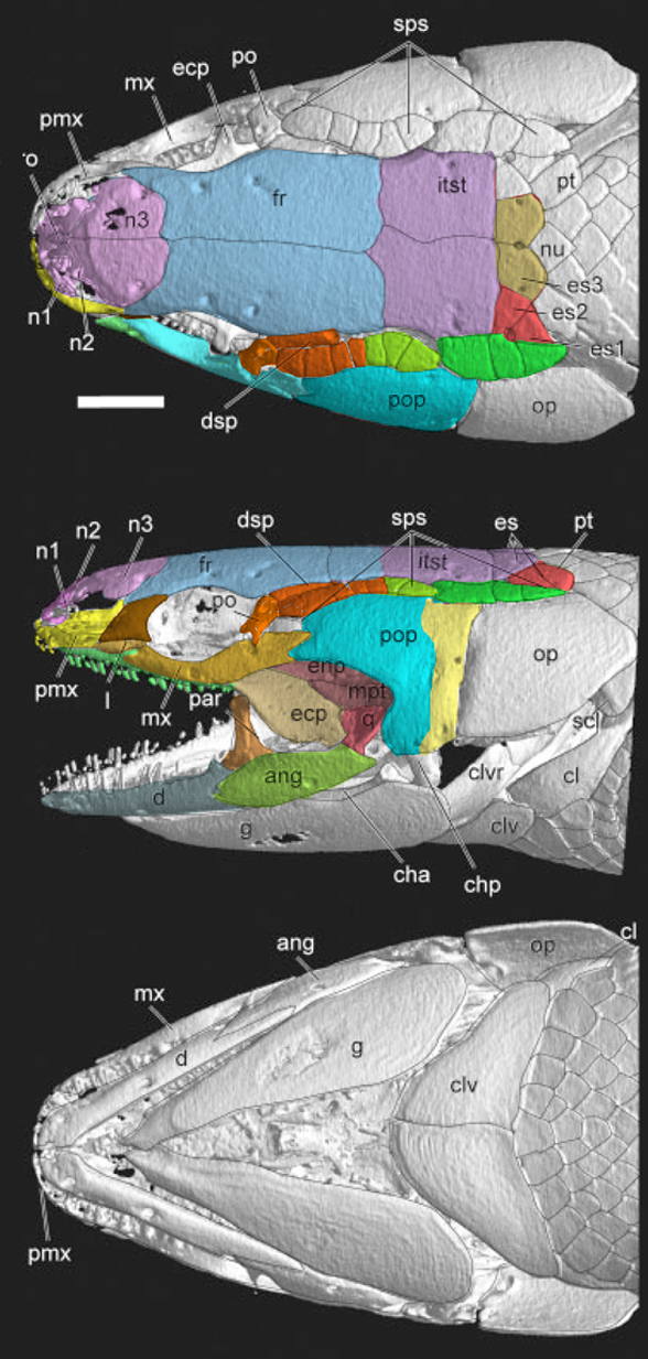 Erpetoichthys skull