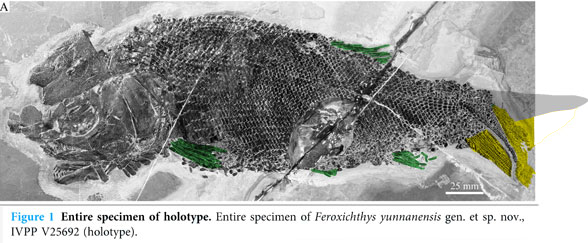 Feroxichthys in situ overall