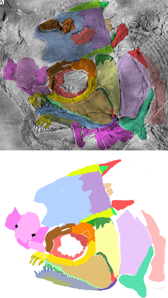 Feroxichthys in siitu skull