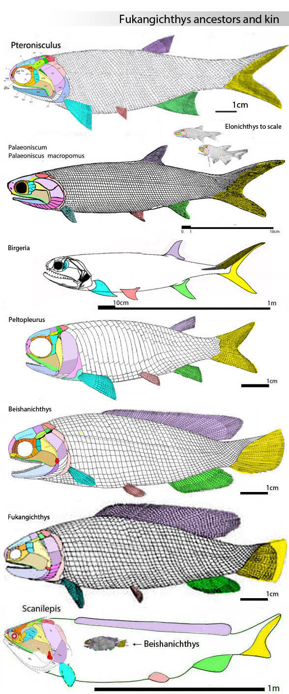 Fukangichthys and kin