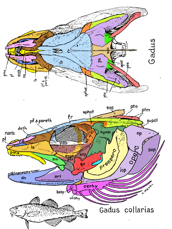 Gadus diagram