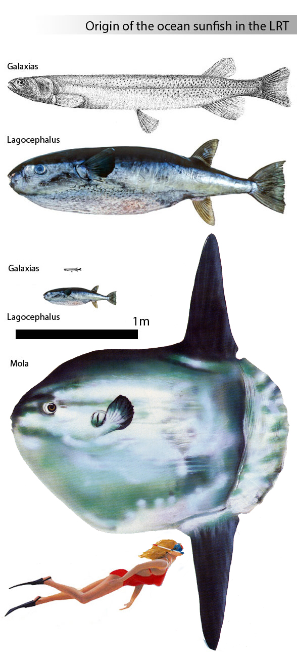 Galaxias relatives including Mola