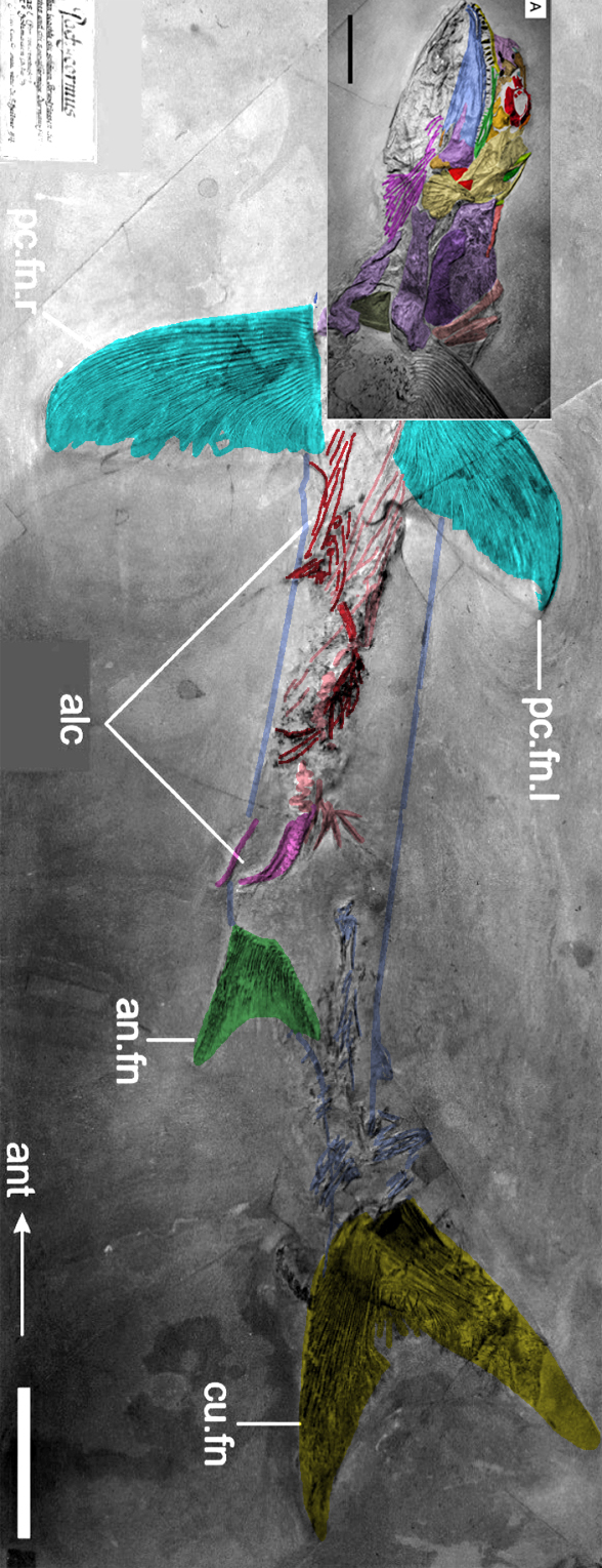 Germanostomus in situ