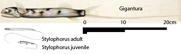 Gigantura and Stylophorus to scale