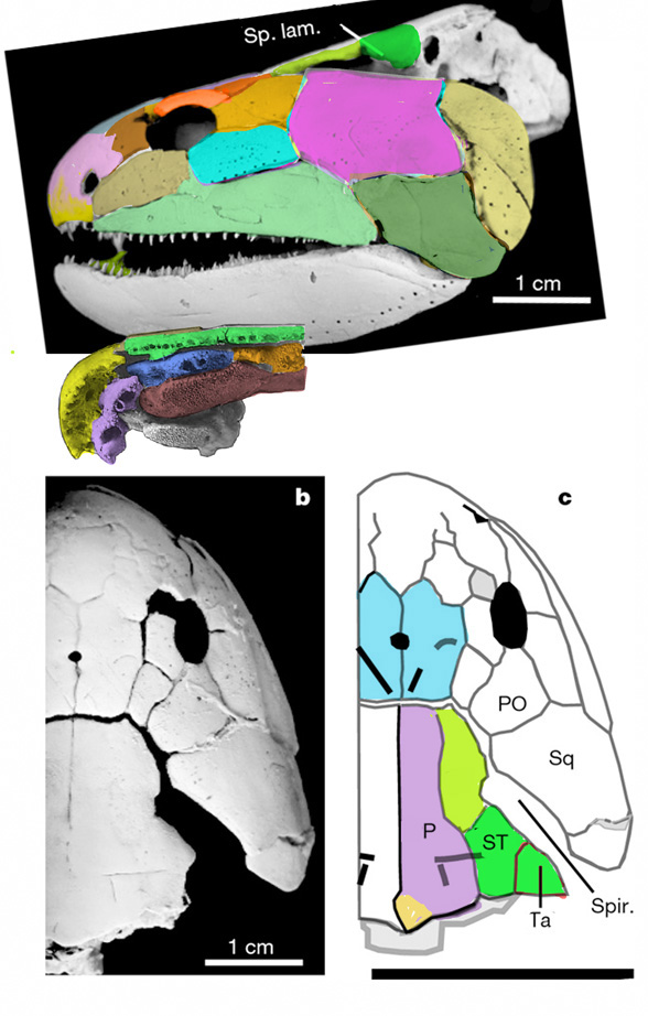 Gogonasus skull