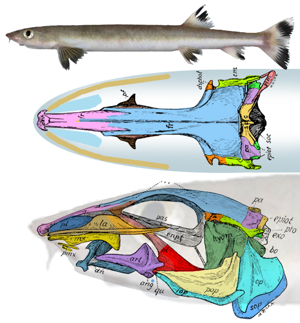 Gonorhynchus