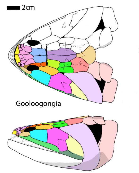 Gooloogongia