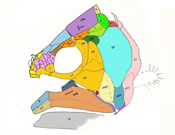 Hadronector skull