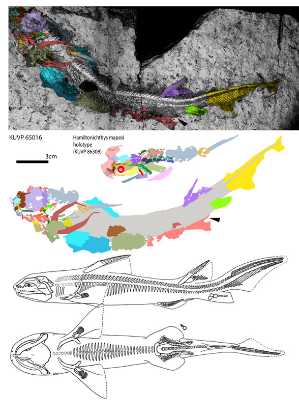 Hamiltonichthys overall