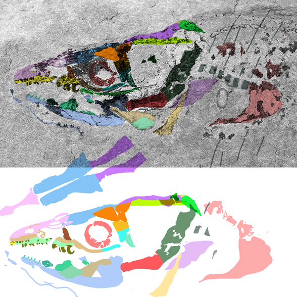 Harpagofututor skull in situ