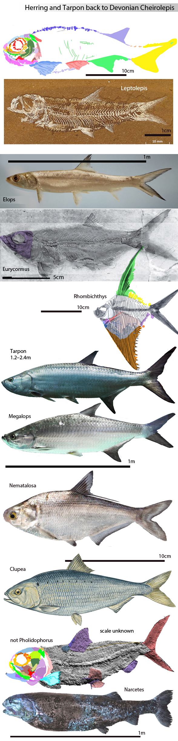 Herring, tarpon and Cheirolepis