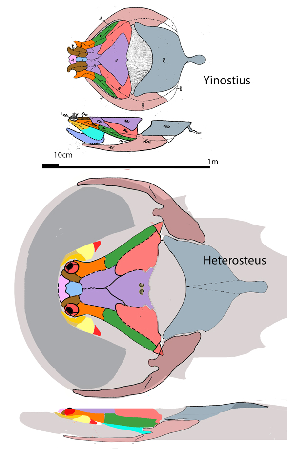 Heterosteus and Yinosteus