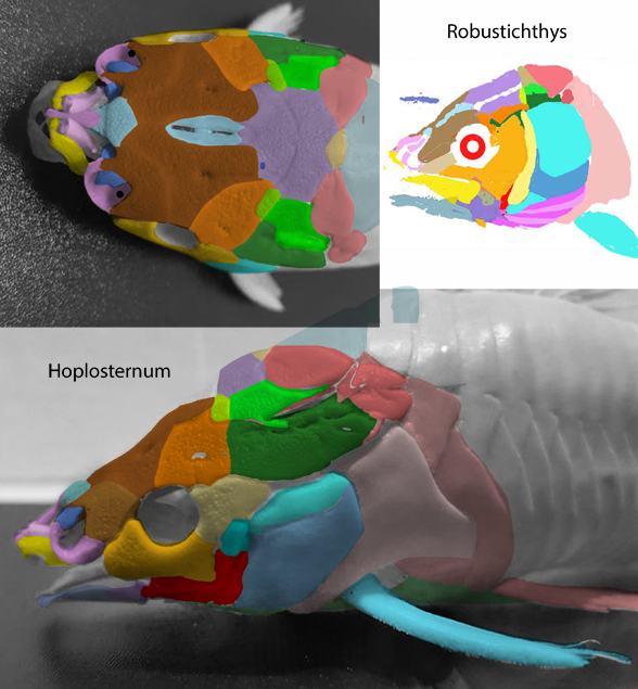 Robustichthys Hoplosternum skulls