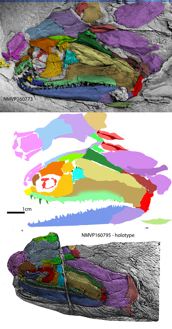 howqualepis skull