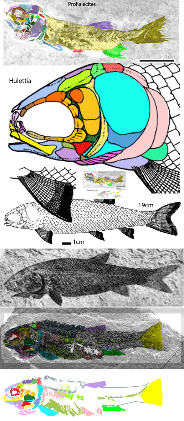 Hulettia diagram