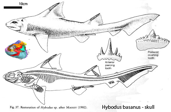 Hybodus diagram