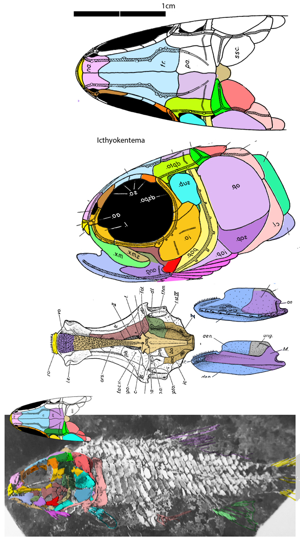 Ichthyokentema skull