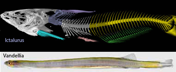 Ictalurus skeleton