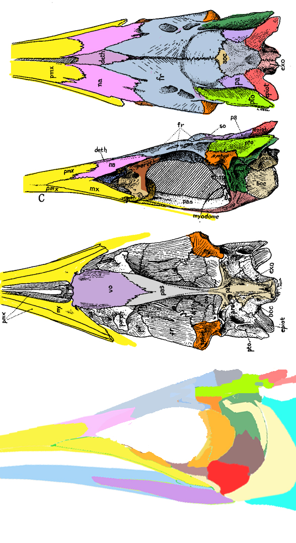 Istiophorus skull 