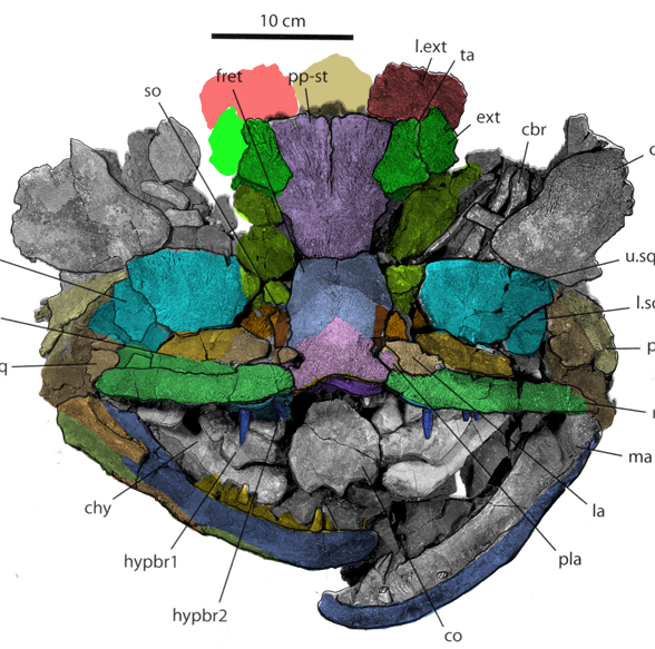 Laccognathus in situ