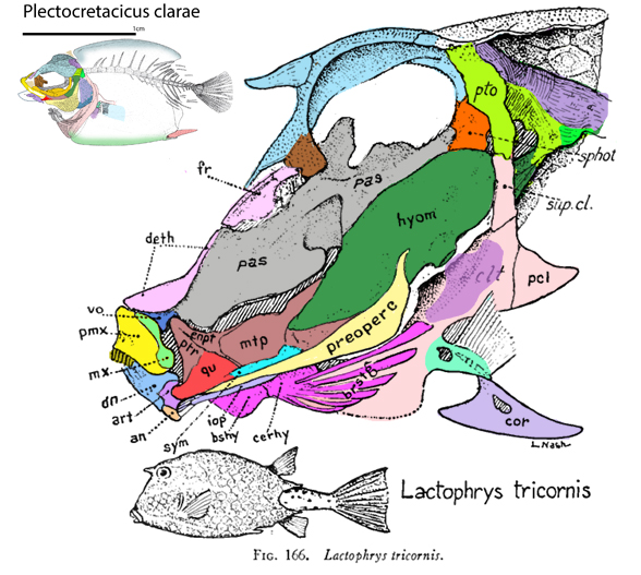 Lactophrys skull