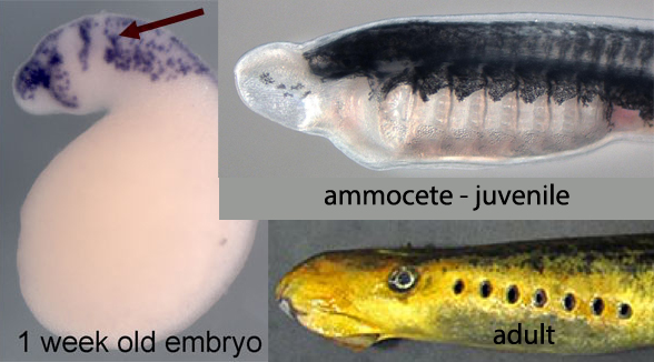 Lamprey embryo