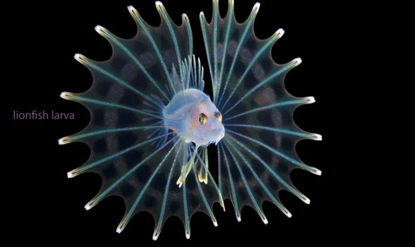 lionfish larva