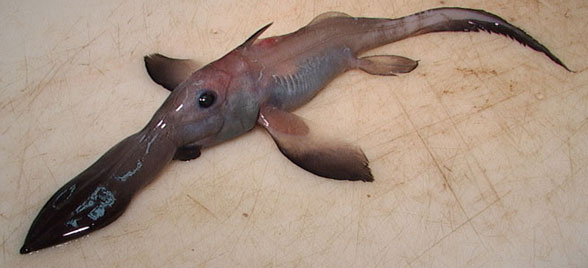 Long nosed chimaera on floor